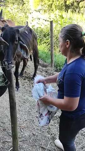 #roçacaipira #
