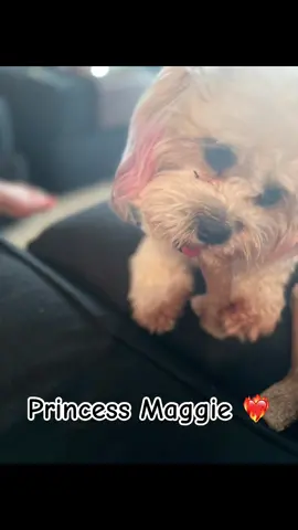 Princess Maggie❣️ #puplove #teddybeardog #fypシ #family 