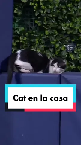 The Marlins have aquired Linda the Cat in exchange for cat considerations. Welcome to Miami, Linda🐱 #fyp #foryou #baseball #MLB #cat #kitty #miami #marlins 