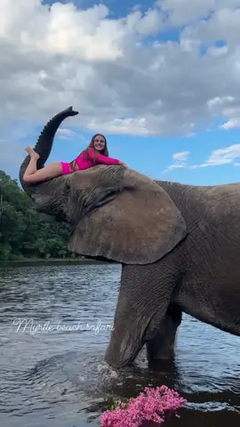 My life is so sweet with bubbles the elephant🩷🌸 • • • #elephant #myrtlebeachsafari #elepants #elephantsoftiktok #elephantlove #swimmingwithelephant #elephantswim #exoticanimals #Elephantidae #animals #animalsoftiktok #animalsaddict #animallover #cuteanimals #funnyanimals #animalsoftiktok 