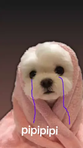 pipipi😭😭#mevanamatarcausapipipipi #memestiktok 