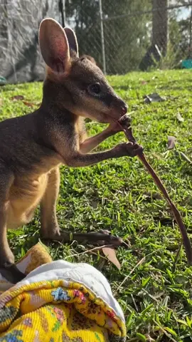 Hey 👋 We're WIRES, Australia's largest animal rescue charity. #WIRESWildlifeRescue