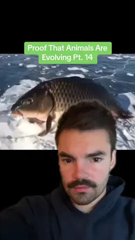 Memory Level: Chimpanzee #weirdtok #nature #morbid #evolution #fyp 