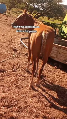 pura lumbre #caballos 