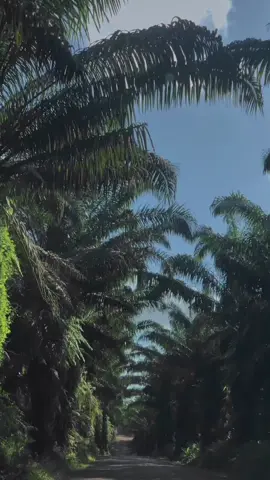 #fyp #pageforyou #sawitontiktok #sawitkalimantan #ptbuanakaryabhakti 