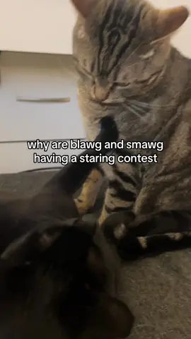 who will win? #catsofttiktok 