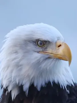 #CapCut #🔥 #🦅 #zako😎 #اكسبلور 