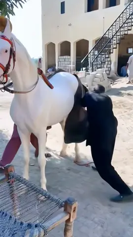 #horses #horsesoftiktok #horselover #horsetok