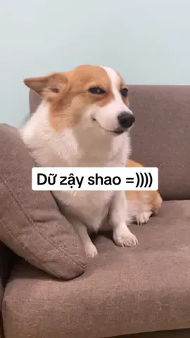 Nói người ta lại nghĩ mình tự mãn 🥲 #CapCut #honhacho #chúchódễthương #petcute #cúnconđángyêu #dogsvideoontiktok #cutedogsontiktok #dogscute #corgidog #corgisoftiktok #corgi #cúnyêu #funnycutedogs #funnyvideos #doglover #pet #dogsoftiktok #haihuoc #haihuocvuinhon #fyp #fypシ #fypシ゚viral #trending #viralvideo #xh #xhtiktok  