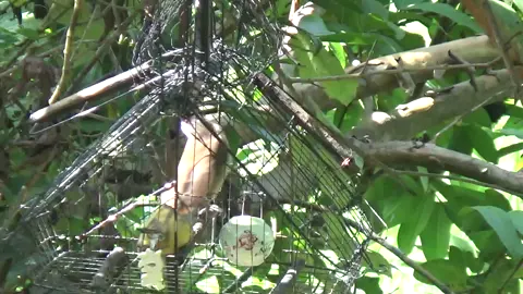 bẫy Chào mào má trắng #xuhuongtiktok #chimcanh #chaomaomoi #chaomaobaydau 