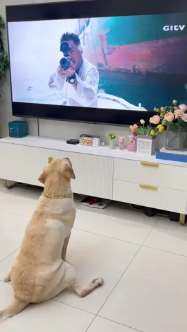 Dogs get scared watching TV#dog #pet #cute #cure #funny