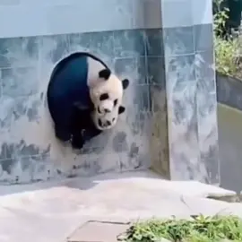 Funny panda #panda #panda🐼 #cute #pandas #funny #funnyvideos 