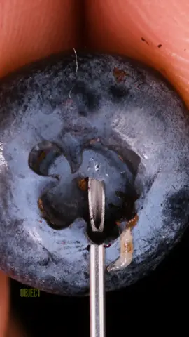 Blueberry and Needle #asmr #macro #closeup