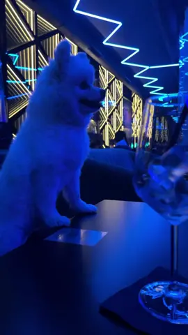 #finem #aloalo #trending #fypシ #fyy #song #pomeranian #music #viral 