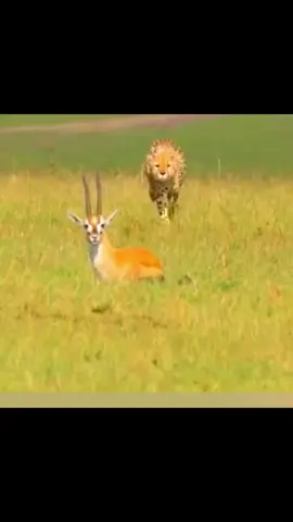 #🦌✌️ #world_animal #beautiful #wow #tiktok #fypシ゚viral #👍 #explore #foryou #fypシ #foryourpage #video🎬😊 #🐆🤗 