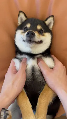 #littlemanyu #shiba #dogsoftiktok #cute 