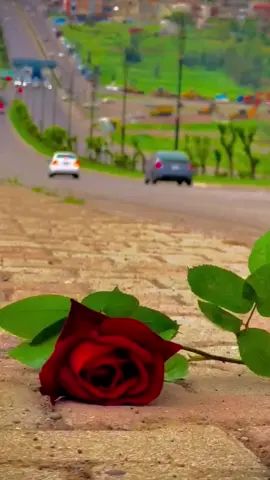 وش تقول أنت عن الجمال………….. جمال العـــقل بالفـــكــر ‏وجمال اللسان بالصمت ‏وجمال الحَال بالاستقامة ‏وجمال الكــلام بالصــدق