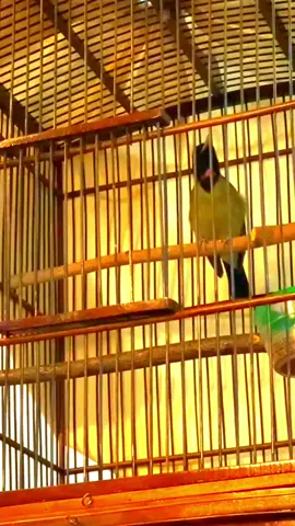SAMYONG 1001 SUARA #burung #samyong #1001 #fyp #fypシ #fypシ゚viral #cililinbandungbarat #burungjuara #burungindonesia #aviary #burungimport #masteranburung #pecintaburung #peliharaan #konin #kolibri #cililin #kenari #muraibatu #hewan #hewanlucu #hewanpeliharaan #hewandidunia #hewanlangka #sangkar #lovebirds #lovebird #viralvideo #tiktok #cantikgakadabatasan #ganteng #rumah #papua #india #inggris #indonesia #jogja 