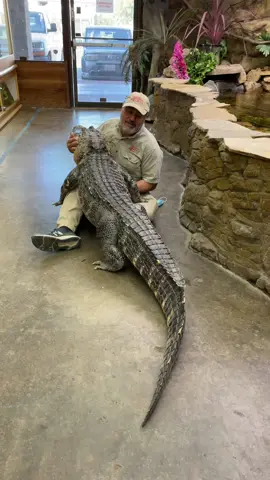 I’m Darth is getting so big, and he still has room to grow! I still remember him as a little baby but moments like this remind me that he is far from a baby 😂🙌🏻 - - - - - - - - - - - - - - - - #r#reptilestylea#animalsoftiktoka#awesomer#reptileloverr#reptokd#donttrythisathomer#reptilekeeperf#funnya#alligatorg#gator