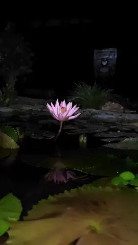 tetaplah menjadi bunga TERATAI yang indah meskipun di tempat yang kotor🪷 #pshtpusatmadiun #pshtindonesia #pshtindonesia22 #storypsht22 #pshtjaya 