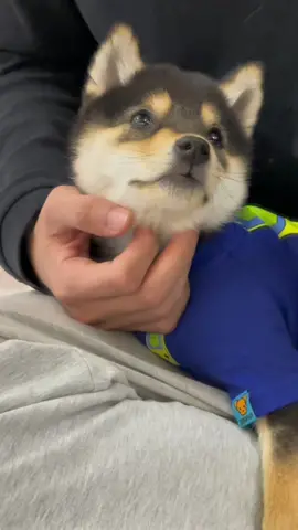 #littlemanyu #shiba #dogsoftiktok #cute 