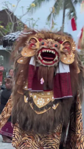 Tep ngelawang barong macan di era gempuran barong bangkal 😘                                  #barongmacan #budayabali #galungan 