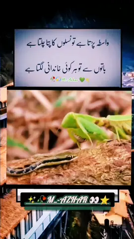 #fypシ゚viral🖤☝️🕊️🌼💖tiktok #videoviral #pageforyou #foryou #pageforyou#videoviral #tik_tok_love #tik_tok_fun #🥀 