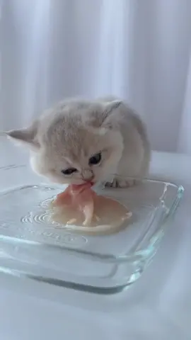 Dining time 😋 #cat #catfood #cateating #petmukbang #catmukbang #immersive #immersiveeating #cateatingsound #catlover #kitty #cutecat #catsoftiktok #britishshorthair #diningkitty #rawdiet #catrawdiet #eatingasmr #eatingasmrsounds #asmr #cutebabycat 