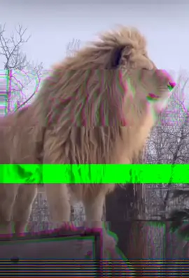 #احنا_ما_نلعب_الا_علي_تقيل_يا_عيال