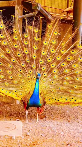 Tuyệt phẩm công múa #2023 #công #tuyetpham #đẹp #xuhuong #video #múa 