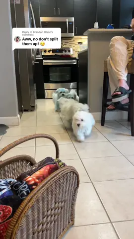 Replying to @Brandon Olson here they are reunited with one of their siblings🩵 for those worried that we are splitting them. we keep contact w all the owners to reunite them once in a while #fyp #bluesclues #puppiesoftiktok #puppies #puppy 