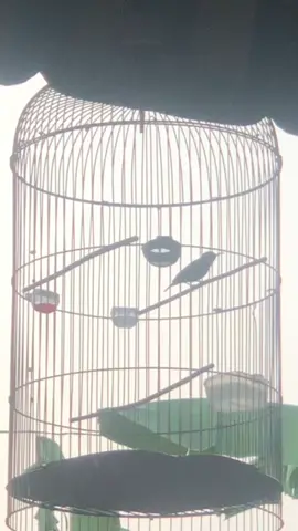 Klaten adem e ngembun pagi sobat kicau cililinan dulu #koninmania #kolibrininjaindonesia #masteranmuraibatu #konin 