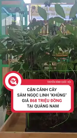 Đây là cây sâm hơn 20 năm tuổi, cao 80cm, có 9 nhánh, 9 hoa, trọng lượng gần 1kg, được 1 vị khách từ Hà Nội mua với giá 868 triệu đồng #quochoitv #samngoclinh #samngoclinhquangnam #caycanh #kyluc #tiktoknews #tintuc
