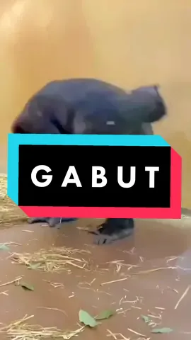 #CapCut #animalfunnyvideo #animalvideos #gorilla #monyetlucu #animals #lucu #hewan #ngakak 