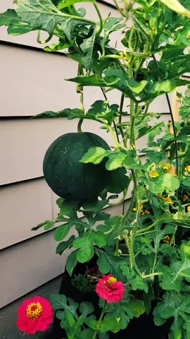 Sugar Baby Watermelon update. I have 3 viable  watermelons. I doubt I'll get more so hopefully these work out for us.  #sugarbaby #watermelon #garden #containergardening #backyardgardener #backyardshenaningans 