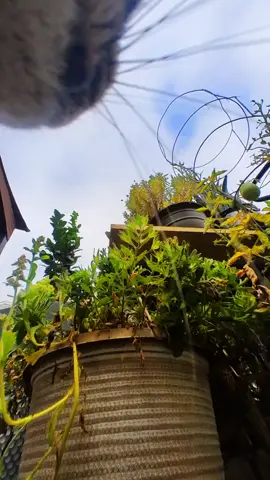 ✨ Tales from the whiskered universe! Our Cat Collar Camera transports you to a realm of enchantment, where whiskers weave the most magical stories! Link in bio to journey through the whiskered universe! #WhiskeredUniverse #MagicalStories #KittyCam