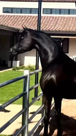 #صهيل#الخيل#بصوت#عالي #خبل_عربي_اصيل#خيل_وخياله🐎 #fypシ゚viral#fyp#capcut#fuuuuuuuuuuuuuuuuuuuuuuuuuuuuuuuuuup#vir#viraltiktok#4u @خيل-عربي-اصيل