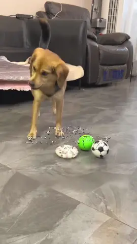 Auto flying ball on sale #dogball #doglovers #pets #dogmusthave #usa #fyp 