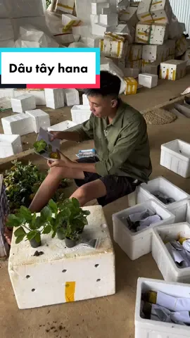 Bầu dâu tây hana … #LearnOnTikTok #nongsantaybac #dautay #dautay🍓 