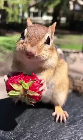 Chipmunk eating strawberry 😍#chipmunk #fyp #trending #tiktok 