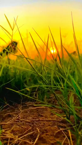 Bạn đã lướt thấy video này lúc mấy giờ...? #chill #sendit #guitar #hoanghon #sea #xh #xuhuong #fyp 