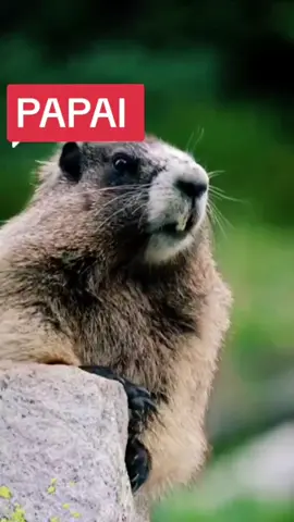 #CapCut #trolagem #zoeira #humor #diadospais #esquilo #meme #funnyvideos #videosengracados 