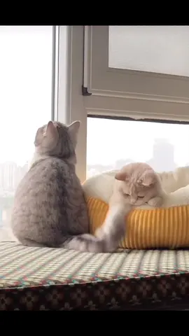 How cute #catsoftiktok #mèodễthương #cutecat #mèohàihước #funnycats #longvideo 