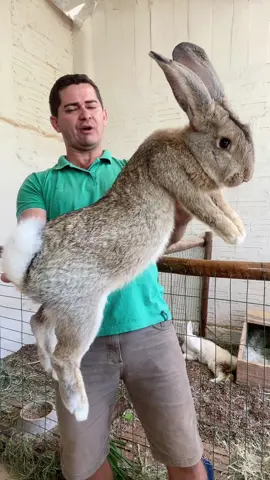 Giant Bunny #coelho #coelhogigante 