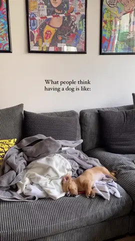 DON'T BE FOOLED 😈😈😈 #dachshund #dogsoftiktok #expectationvreality 