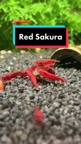 Neocaridina Red Sakura 🔴 #shrimp #shrimps #aquarium #garnele #garnelen #foryou #pourtoi #pourtoipage #foryoupage #aquascape #crevette #crevetteaquarium #crevettes #shrimpsaquarium #caridina #neocaridina #caridinashrimp #neocaridinashrimp 