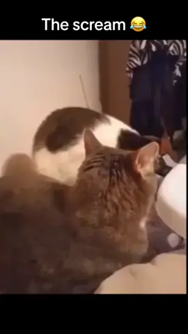 He was truly in pain 😔 #meme #catsoftiktok #cat #cats #funny #funnyvideos #funnyvideo #memes #memestiktok #funnymoments #fypシ #fyp #foryou #foryoupage #fy #fyppppppppppppppppppppppp #fypage #catscreaming #catscream #catfighting #catfunny #catfunnyvideos #catmeme #catmemes #catmemesdaily #catmemesdaily🐈🐈 