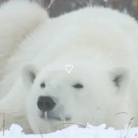 #polarbear#bear#edit#cute#animal#white#fyp #viral #xyzbca #kpop #coquette #idk #favorite 