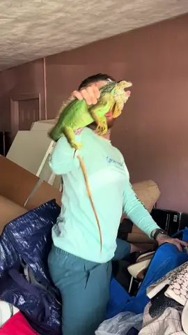 Dont forget to call me when you need that iguana removed! 😎 #Stackz954 #FloridasFavorite #ExoticExpress #Iguana #Florida 
