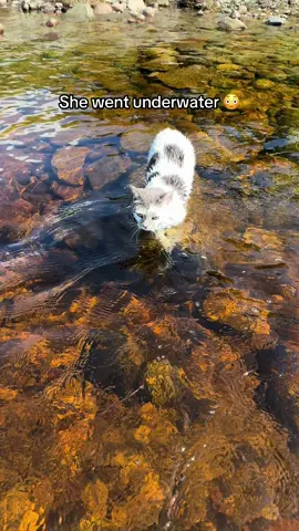 Can’t believe she listened 😅 #cats #catswimming #catsoftiktok #foryoupage 